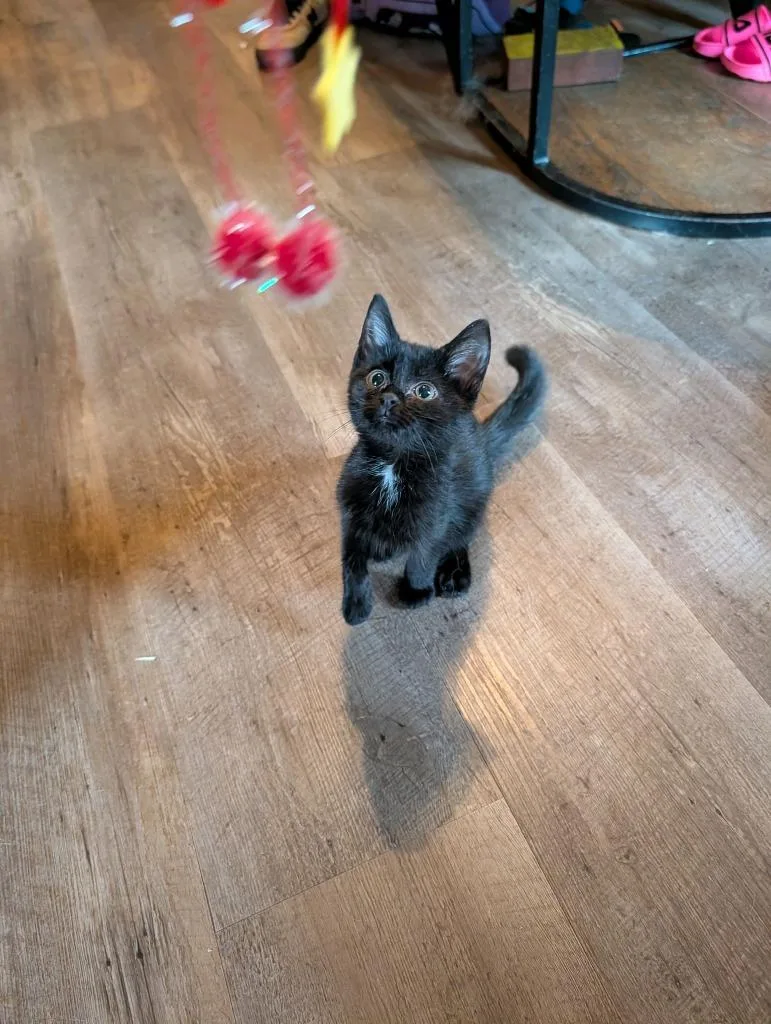 A baby medium-sized male Domestic Short Hair cat named Parkour for adoption in Johnson City, TN