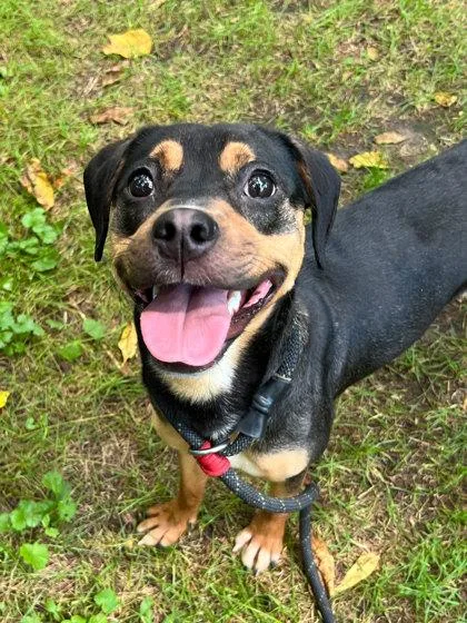 An adult medium-sized female Mixed Breed dog named Chanel for adoption in Elmira, NY