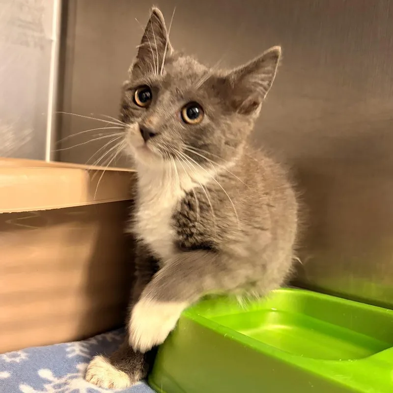 A baby small-sized male Gray / Blue / Silver Domestic Short Hair cat named Grits for adoption in Franklin, NC