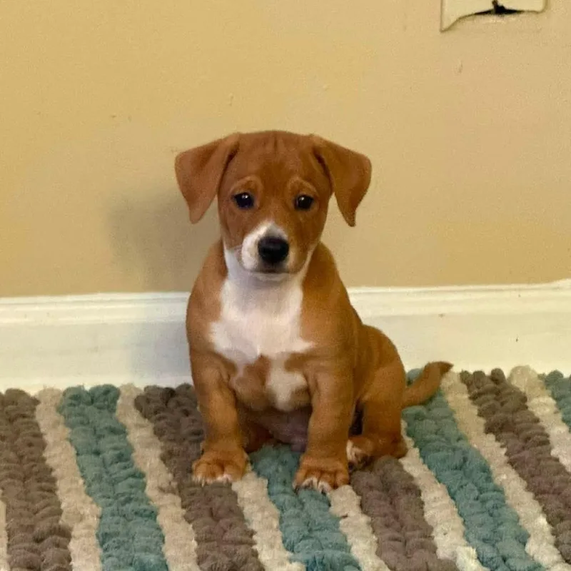 A baby small-sized male Yellow / Tan / Blond / Fawn Corgi dog named Corgi X Male Pups for adoption in Enterprise, AL