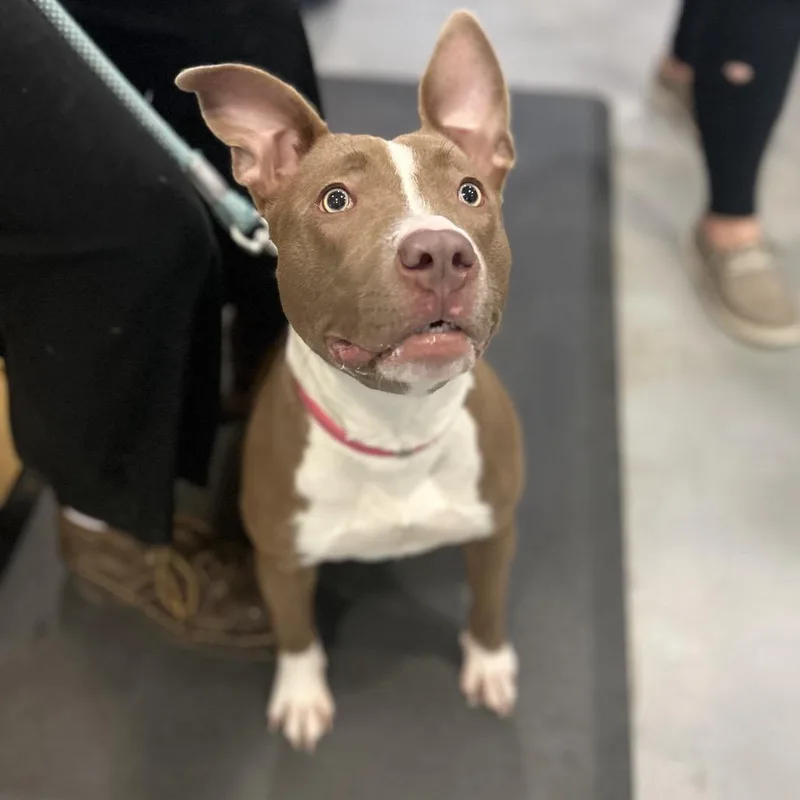 Cinnamon thumbnail 2