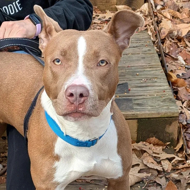 Cinnamon thumbnail 3