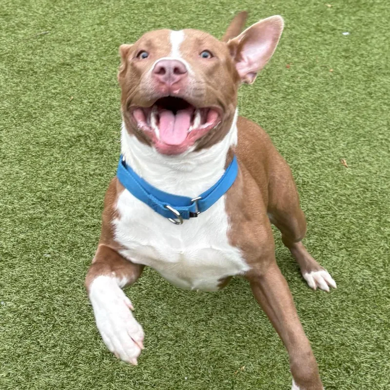 Cinnamon thumbnail 4