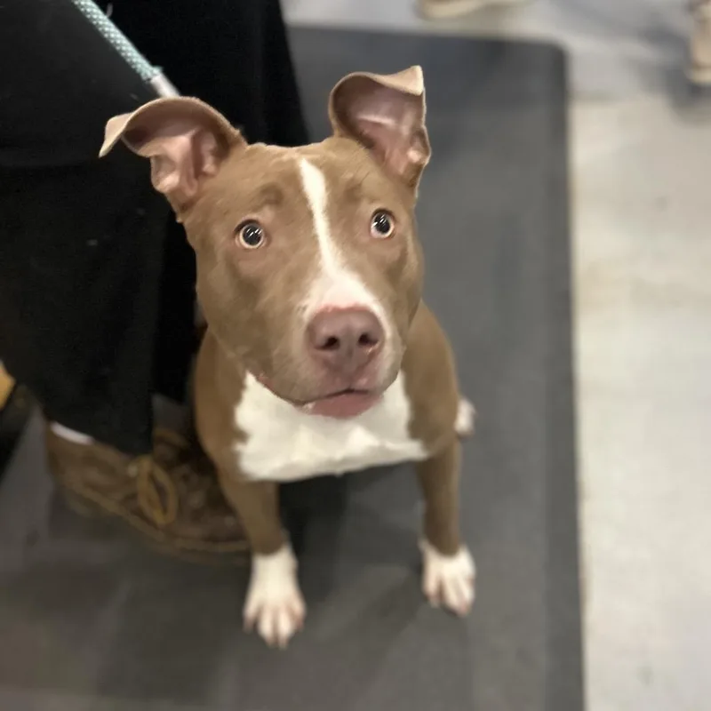 Cinnamon thumbnail 5