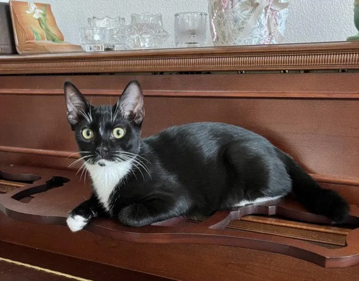 A baby small-sized male Black & White / Tuxedo Domestic Short Hair cat named Drizzle for adoption in Woodland, CA