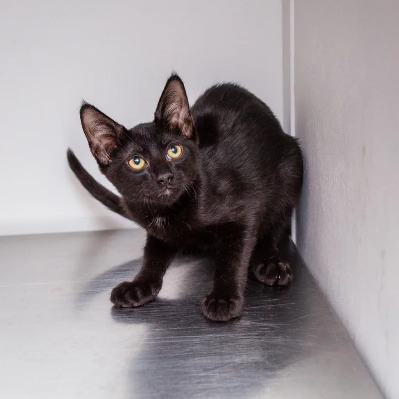 A baby small-sized male Black Domestic Short Hair cat named Moe for adoption in Hattiesburg, MS