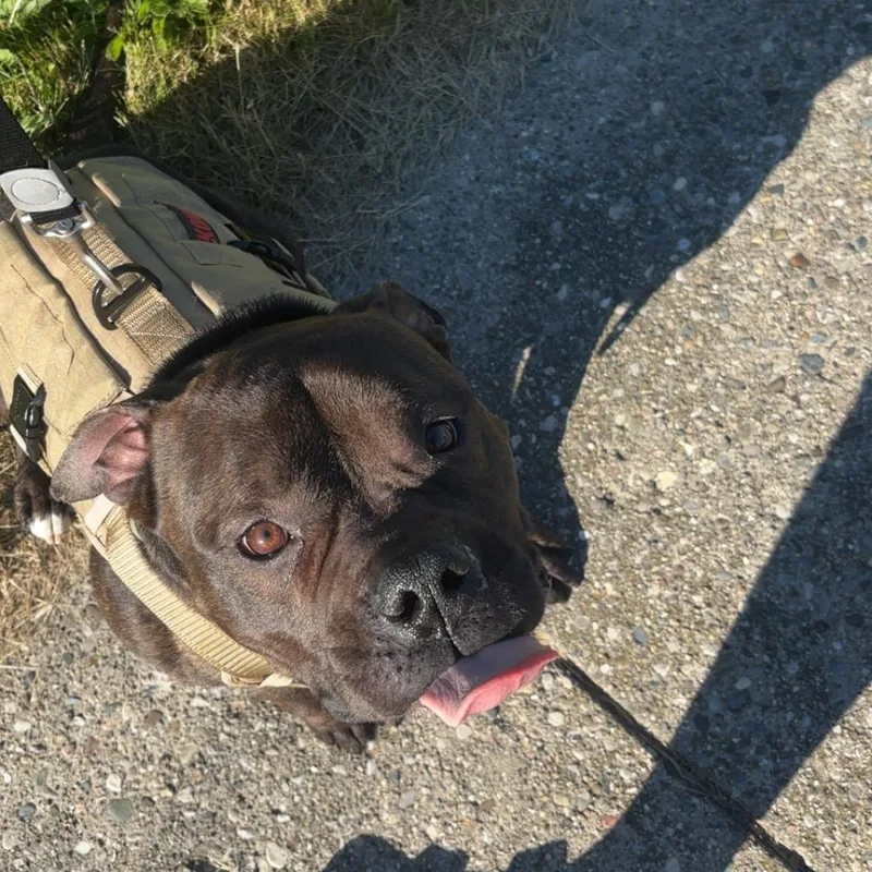 An adult medium-sized male Brindle Bulldog dog named Nugget for adoption in Grand Blanc, MI