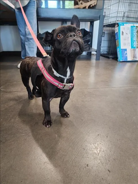 An adult medium-sized female French Bulldog dog named Cookie for adoption in Chatsworth, CA