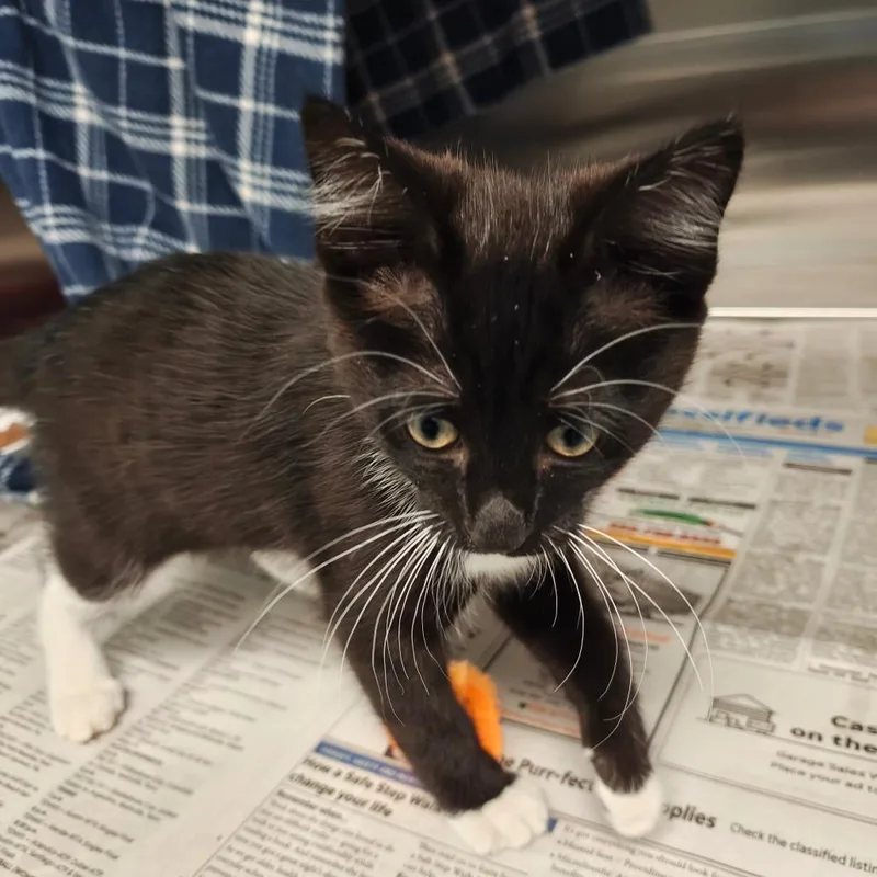 A baby small-sized female Black Domestic Short Hair cat named Bo Peep for adoption in Hendersonville, NC