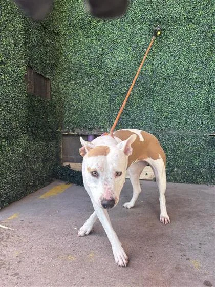An adult large-sized female White / Cream Pit Bull Terrier dog named 61572104 for adoption in El Paso, TX