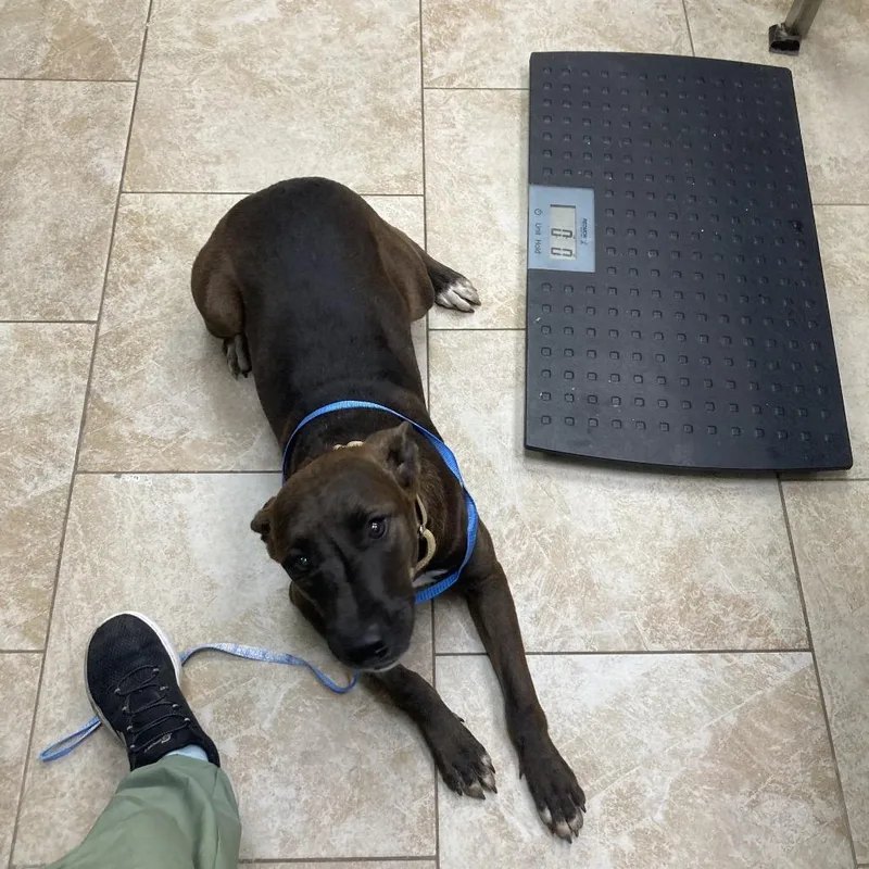 A young medium-sized female Mixed Breed dog named Cleopatra for adoption in Galveston, TX