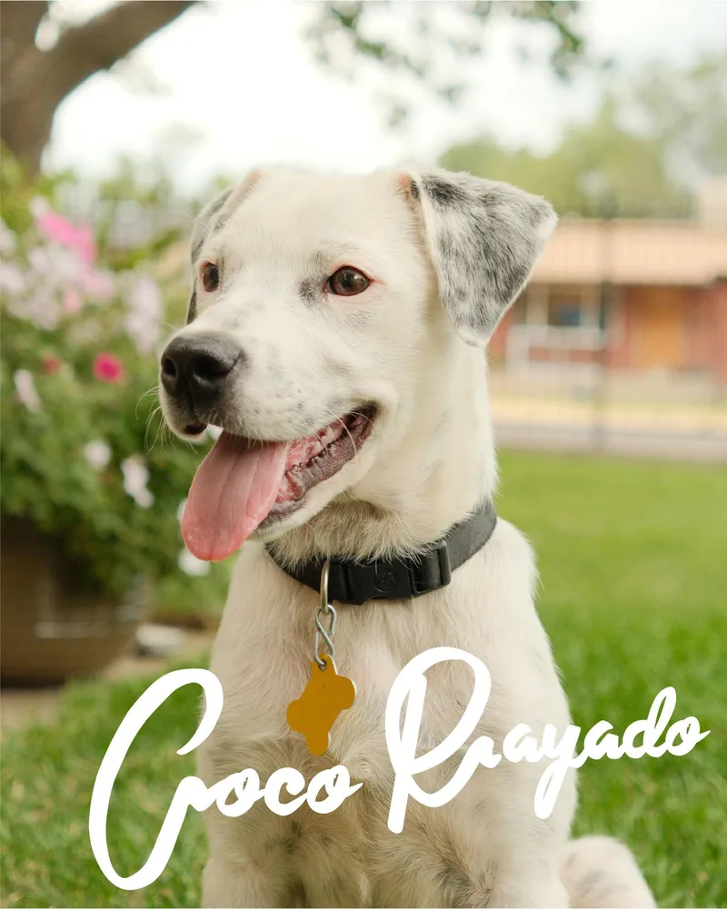 Coco Rayado thumbnail 3