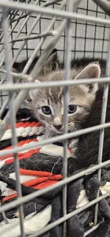 A baby small-sized male Domestic Short Hair cat named Forky for adoption in San Martin, CA