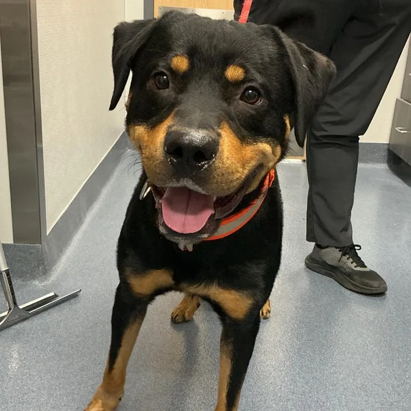 A young large-sized male Black Rottweiler dog named Durango for adoption in St Joseph, MO
