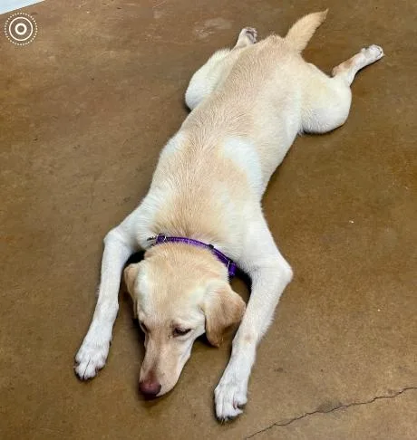 An adult large-sized female Yellow / Tan / Blond / Fawn Labrador Retriever dog named Craiggey  Jojo for adoption in Broomfield, CO