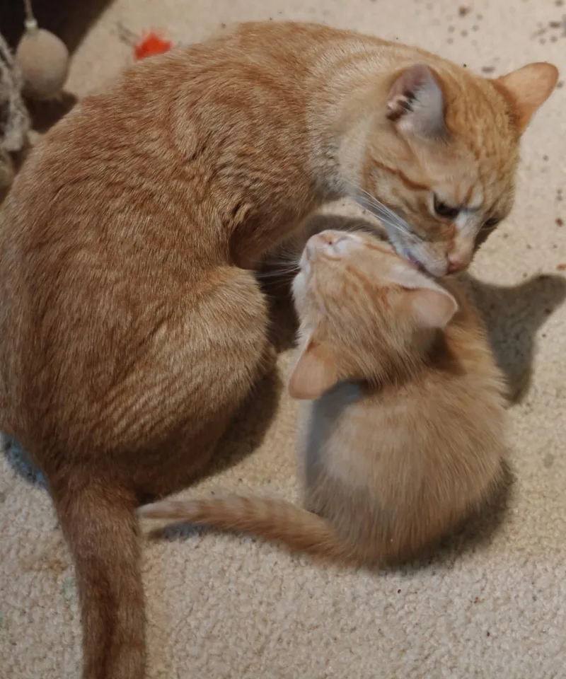 An adult medium-sized female Orange / Red Tabby cat named Nilla for adoption in Buford, GA