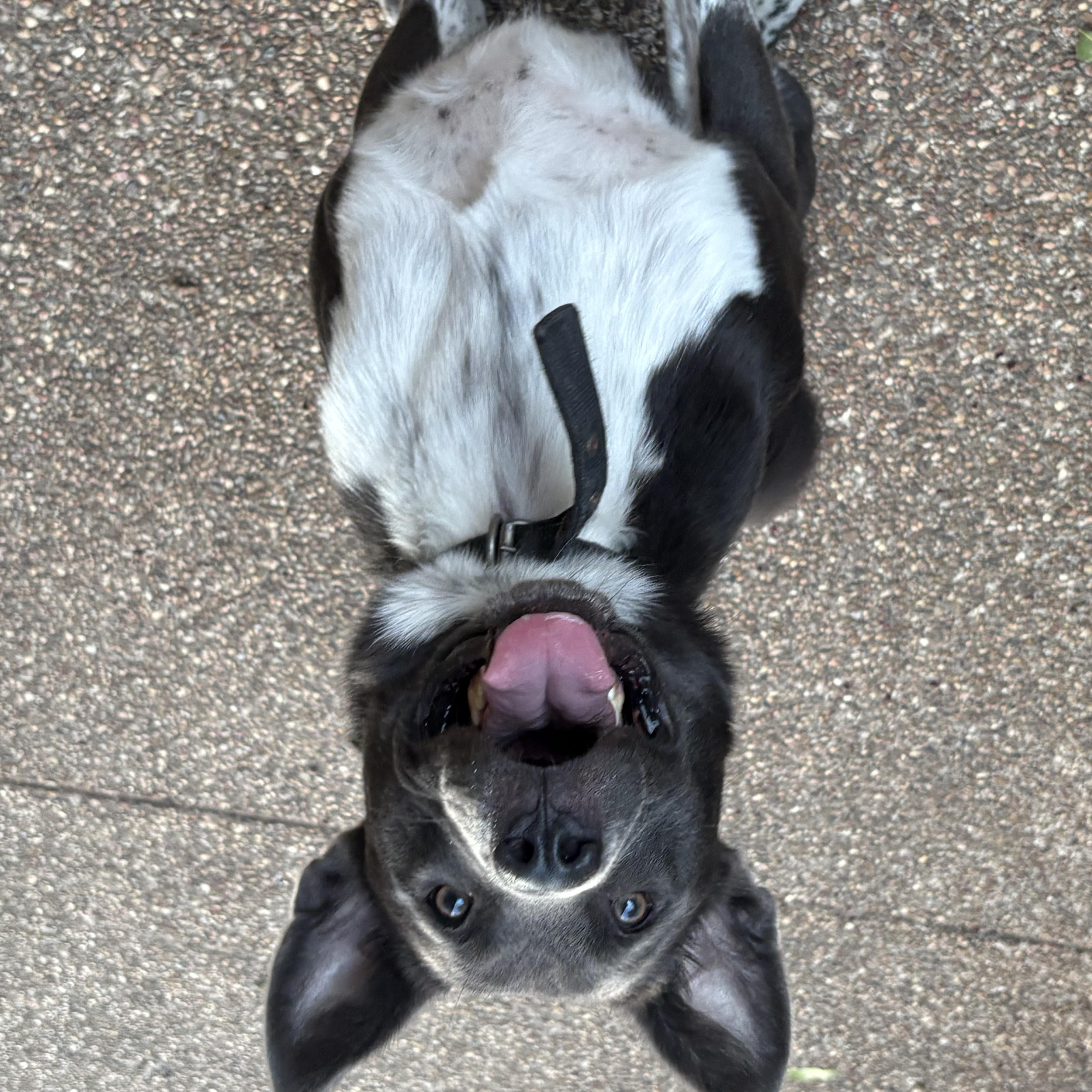 An adult medium-sized male Australian Shepherd dog named Mondo for adoption in Lavon, TX