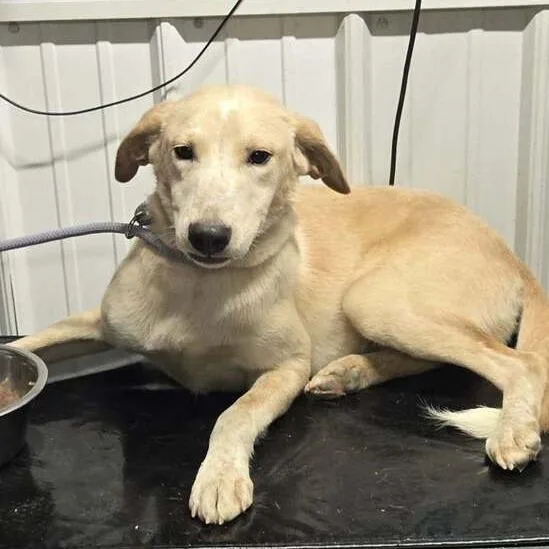 A baby medium-sized female Yellow Labrador Retriever dog named Lilly Mae for adoption in Springboro, OH