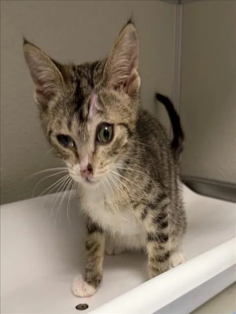 A baby small-sized male Domestic Short Hair cat named Elvis for adoption in Tracy, CA