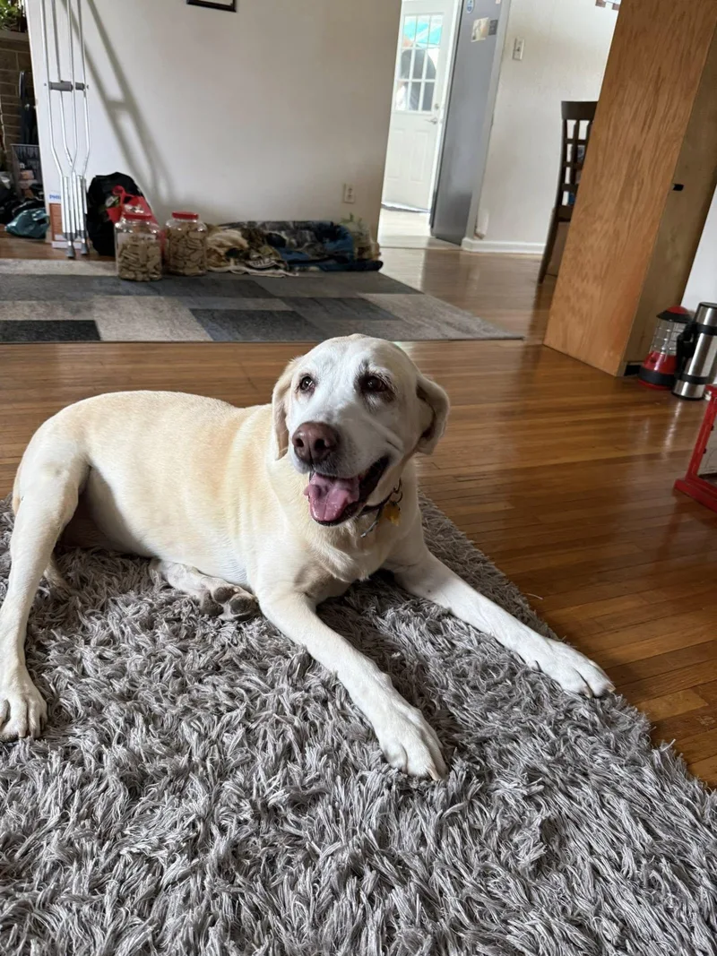 A senior large-sized female Yellow / Tan / Blond / Fawn Labrador Retriever dog named Pearl for adoption in Warrington, PA