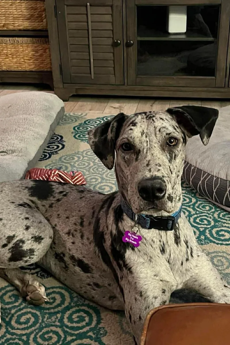 A young extra large-sized female Great Dane dog named Poppy for adoption in Mesa, AZ