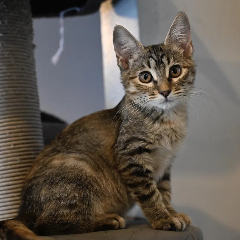 A baby medium-sized female Tabby (Brown / Chocolate) Domestic Short Hair cat named Brenda for adoption in Liverpool, TX