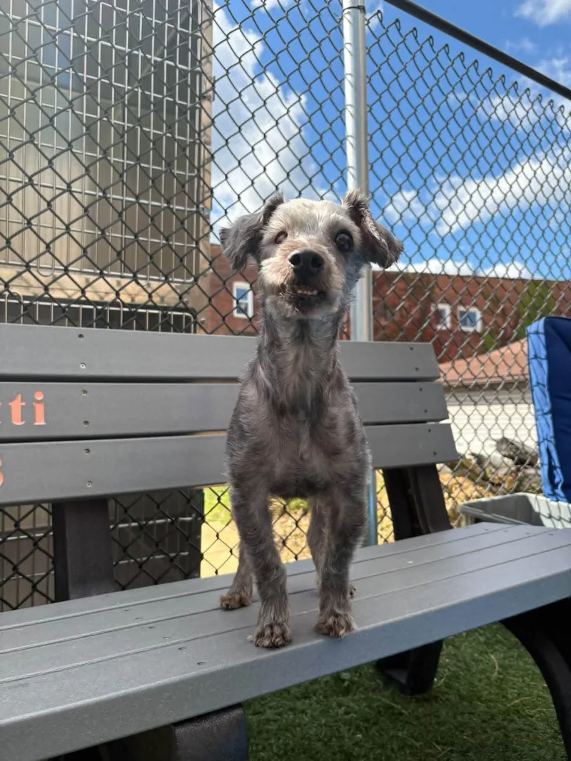 A senior small-sized male Yorkshire Terrier dog named Blaze for adoption in Vandergrift, PA