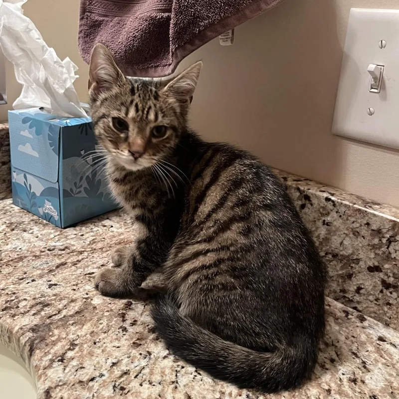 A baby small-sized male Gray / Blue / Silver Domestic Short Hair cat named Shingle for adoption in Normal, IL