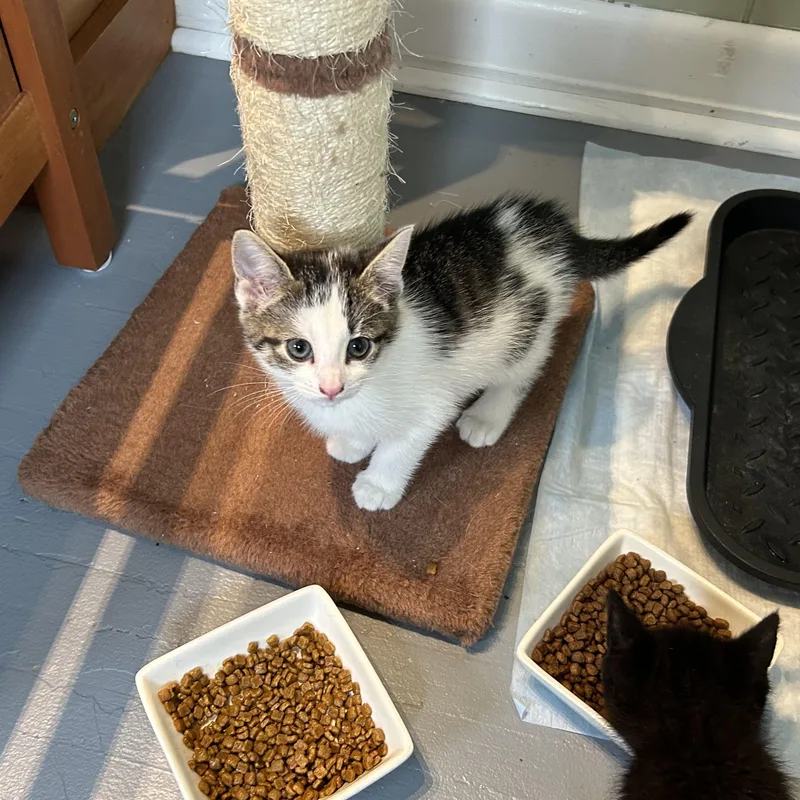 A baby medium-sized female Tabby (Gray / Blue / Silver) Domestic Short Hair cat named Pixel for adoption in Brockport, NY
