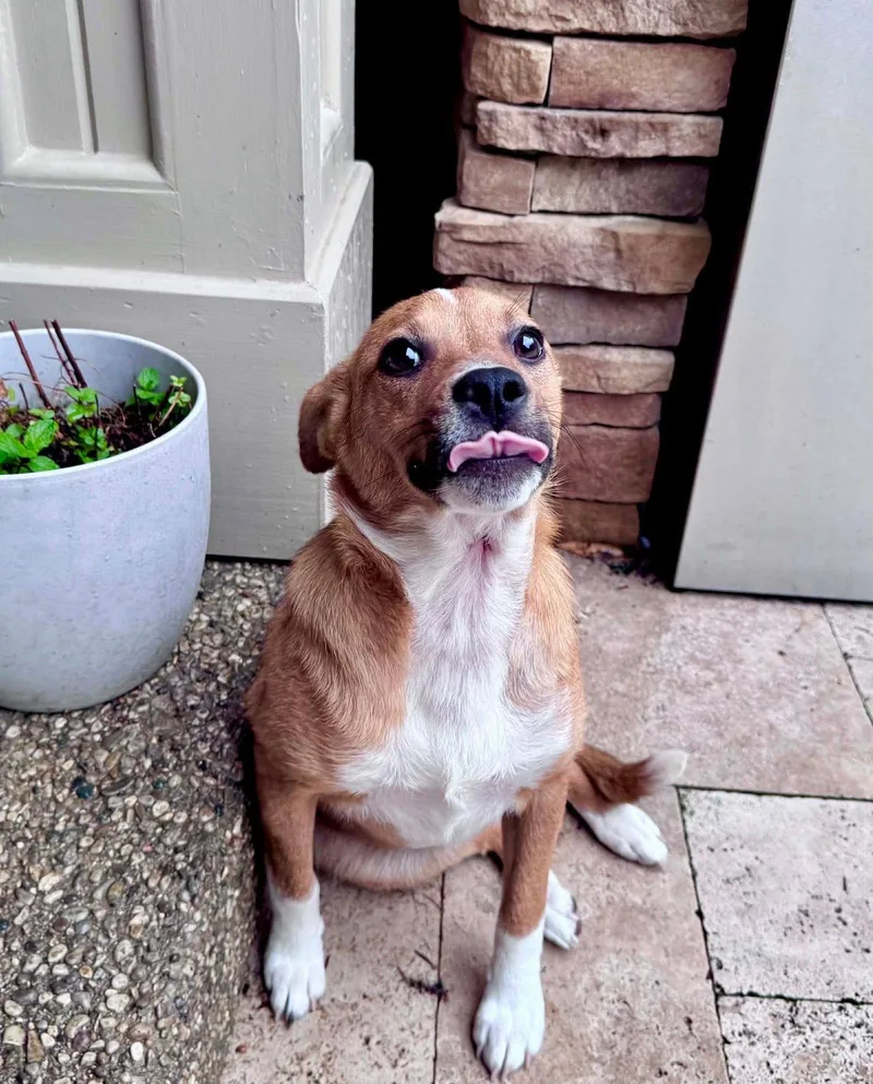 A baby medium-sized female Terrier dog named Leia for adoption in Germantown, OH