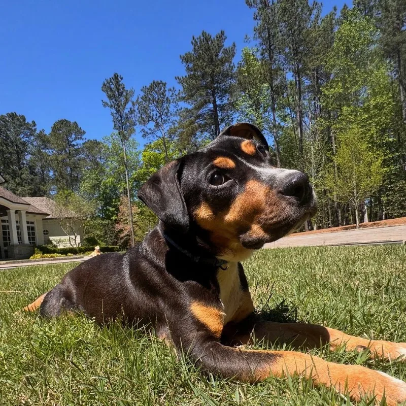 An adult medium-sized male Black Mixed Breed dog named Spud for adoption in Pine Mountain, GA