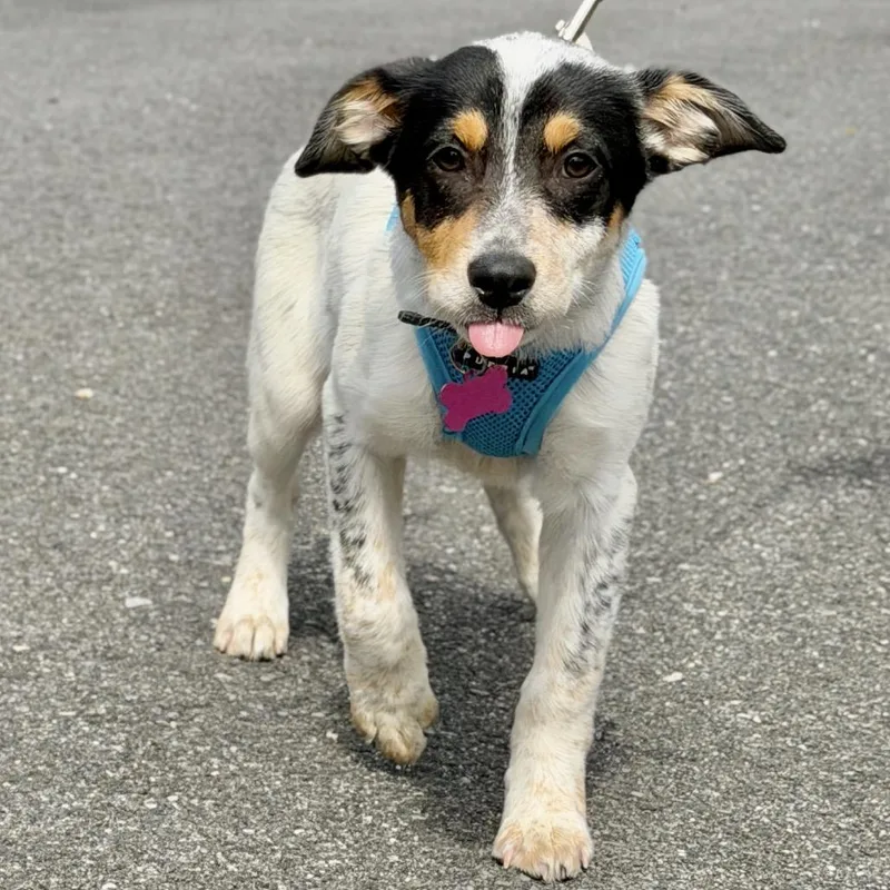 A baby small-sized female Black Australian Cattle Dog / Blue Heeler dog named Farfalle for adoption in East Hampton, NY