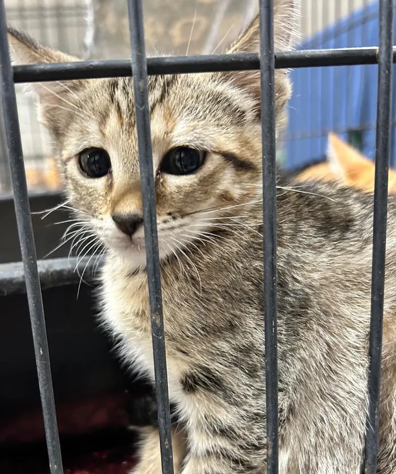 A baby small-sized female Domestic Short Hair cat named Kia for adoption in Corpus Christi, TX