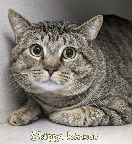 An adult large-sized male Domestic Short Hair cat named Skippy Johnson for adoption in Mason, MI