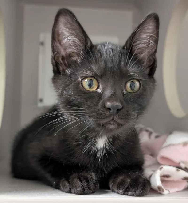 A baby medium-sized male Domestic Short Hair cat named Pinto and Powder for adoption in Shoreline, WA