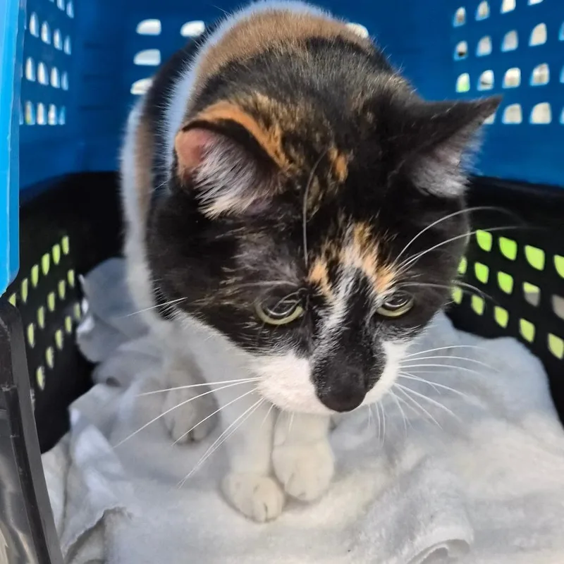 A senior medium-sized female Tortoiseshell Domestic Short Hair cat named Lexi for adoption in Montgomery, AL