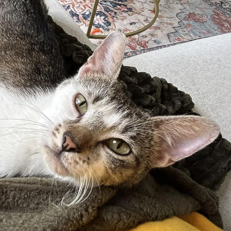 A young medium-sized female Brown / Chocolate Domestic Short Hair cat named Lindy Hop for adoption in Chicago, IL