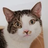 An adult large-sized male Brown / Chocolate Domestic Short Hair cat named Earl for adoption in Hilliard, OH