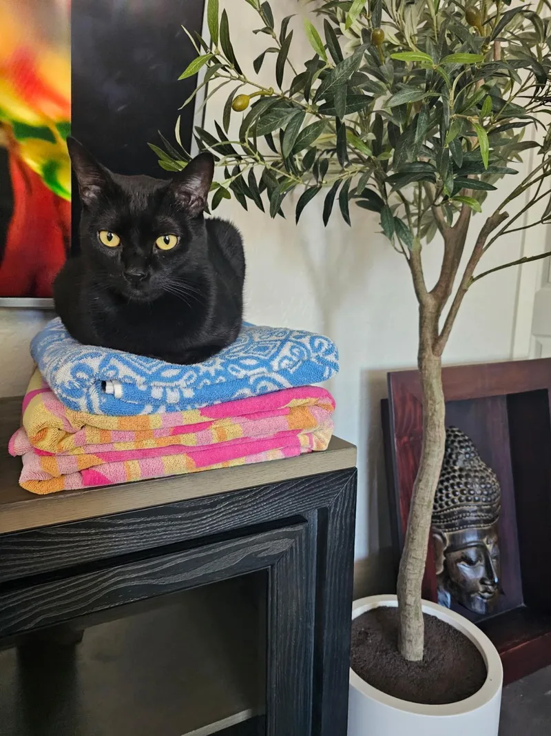 A young medium-sized male Black Domestic Short Hair cat named Kenji Doofenshmirtz for adoption in Chandler, AZ