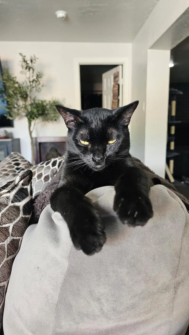 Kenji Doofenshmirtz thumbnail 2