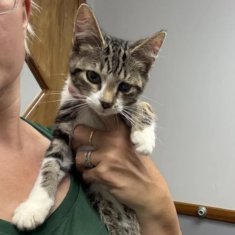 A baby small-sized male Brown / Chocolate Domestic Short Hair cat named Jack for adoption in Fort Collins, CO
