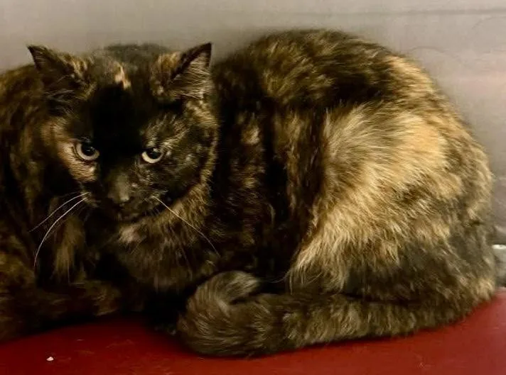 Clover Bonded With Lucky thumbnail 2