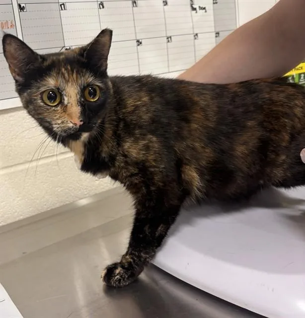 A young medium-sized female Domestic Short Hair cat named Fig for adoption in Upper Marlboro, MD