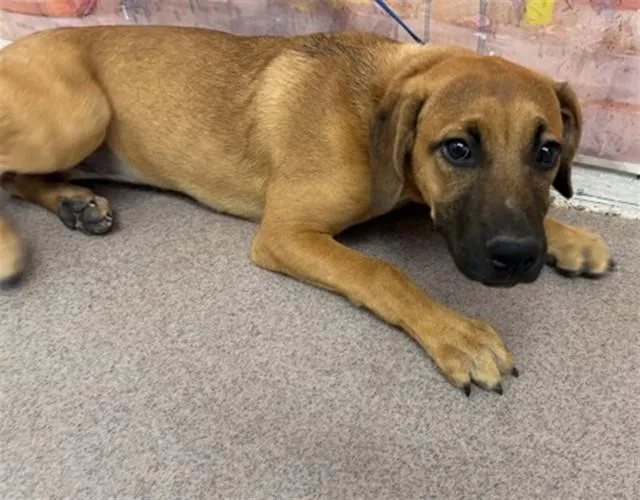 A young small-sized female Pit Bull Terrier dog named Muffin for adoption in San Bernardino, CA
