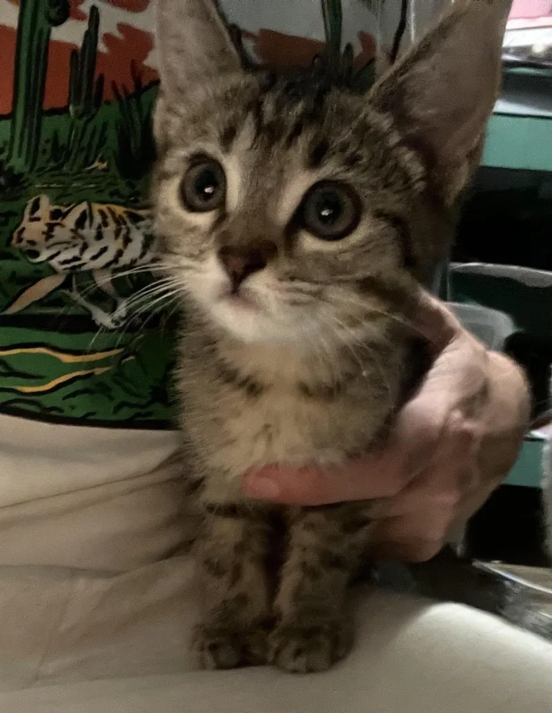 A baby small-sized female Gray / Blue / Silver Domestic Short Hair cat named Tombstone Brown for adoption in Chandler, AZ