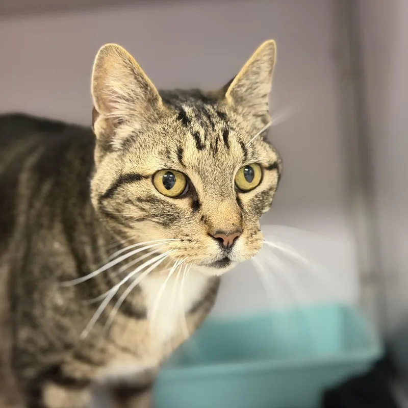 A senior medium-sized male Gray / Blue / Silver Domestic Short Hair cat named Diesel for adoption in Houston, TX