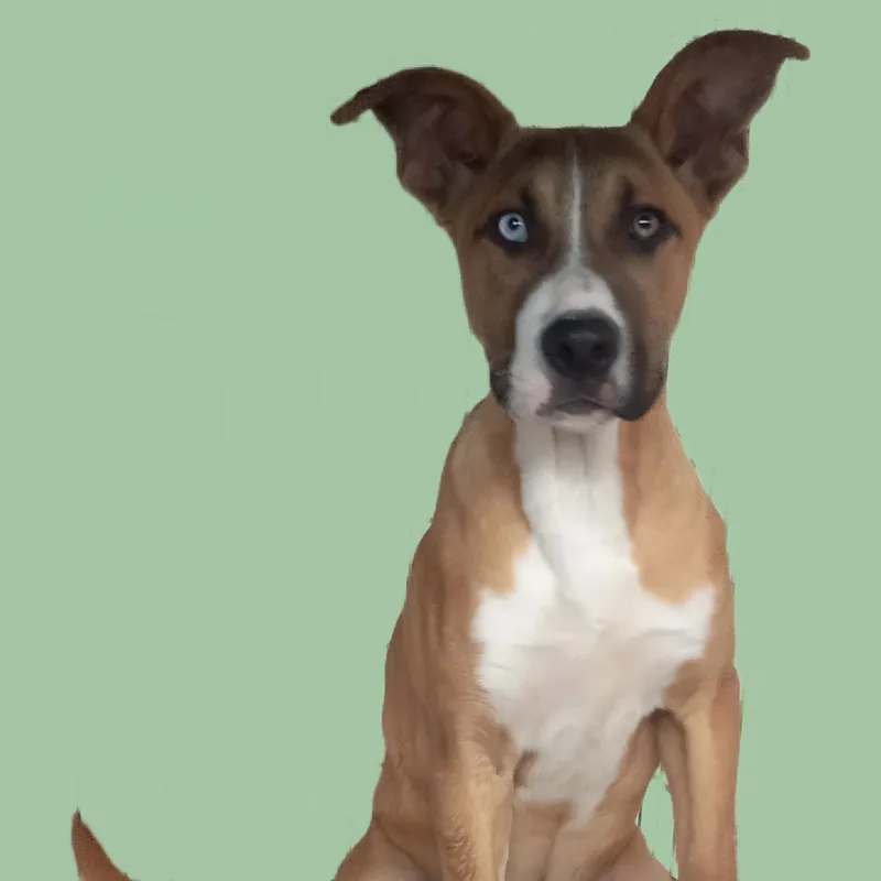 A young large-sized male Yellow / Tan / Blond / Fawn Husky dog named Tucker for adoption in El Paso, TX