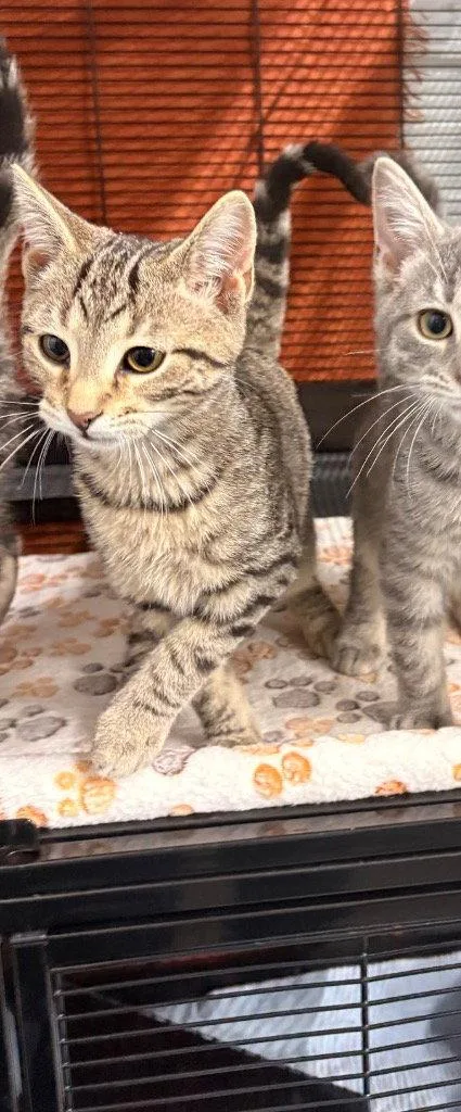 A baby medium-sized male Domestic Short Hair cat named Eros for adoption in Cromwell, KY