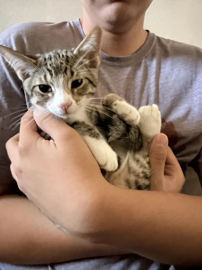 A baby small-sized male Brown / Chocolate Domestic Short Hair cat named Messi for adoption in La Jolla, CA