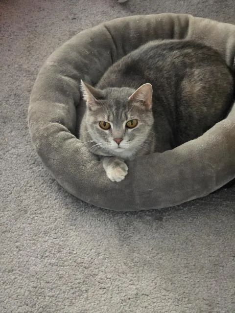 A young medium-sized female Domestic Short Hair cat named Cheerleader for adoption in Cincinnati, OH